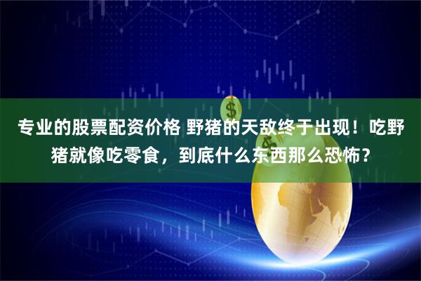 专业的股票配资价格 野猪的天敌终于出现！吃野猪就像吃零食，到底什么东西那么恐怖？